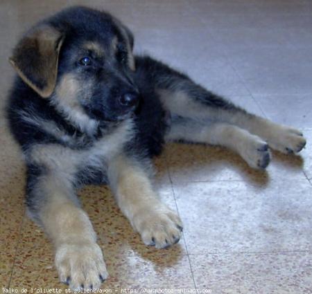 mignon
