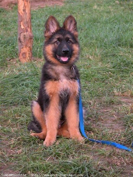 mon petit chien
